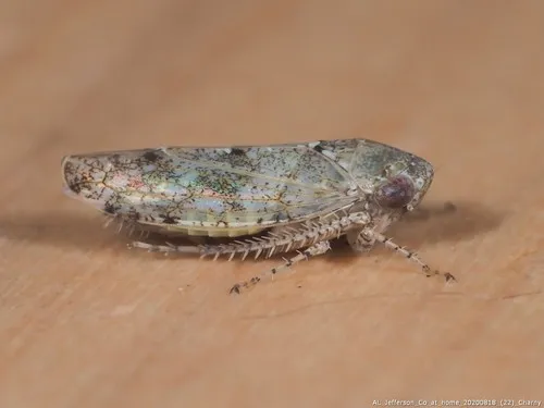 Paraphlepsius strobi