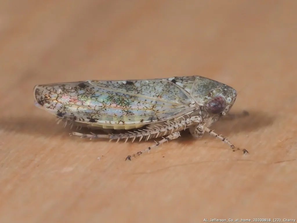 Paraphlepsius strobi - photo 2