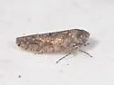Paraphlepsius tennessus - photo 4