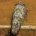 Paraphlepsius texanus