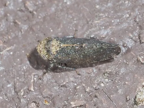 Paraphlepsius truncatus