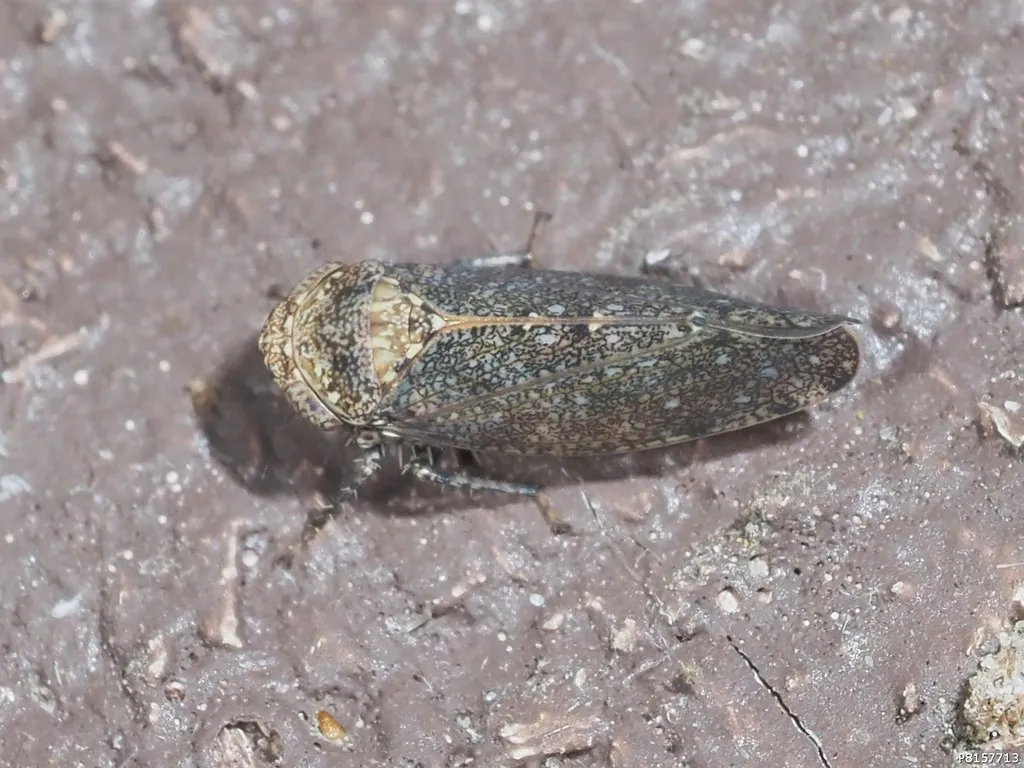 Paraphlepsius truncatus - photo 2