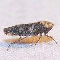 Paraphlepsius varispinus - Paraphlepsius varispinus