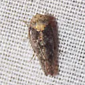 Paraphlepsius varispinus - photo 2
