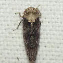 Paraphlepsius varispinus - photo 4