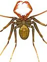 Paraphrynus carolynae - photo 4