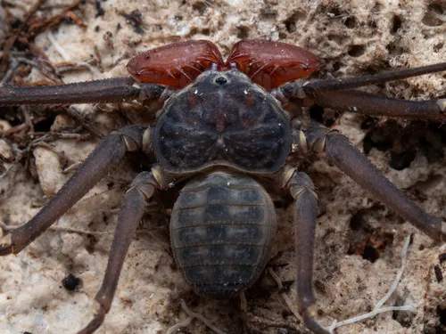 Paraphrynus cubensis - photo 2
