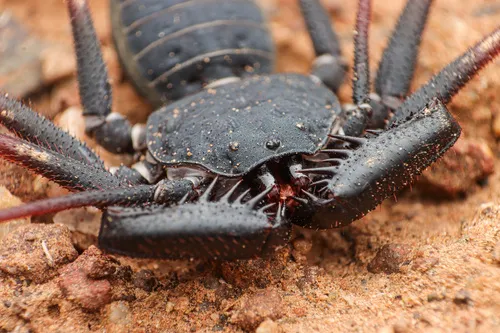 Arizona Tailless Whip Scorpion