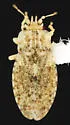 Parapiesma ceramicum