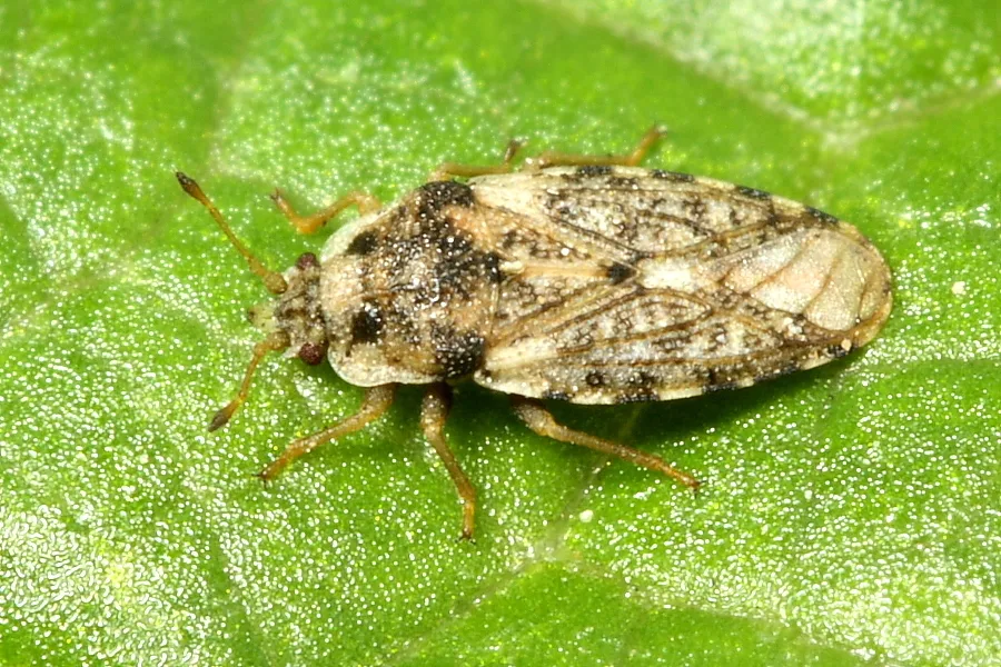 Parapiesma cinereum - photo 3