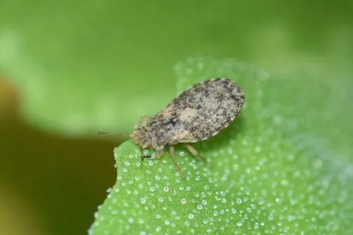 Parapiesma josifovi