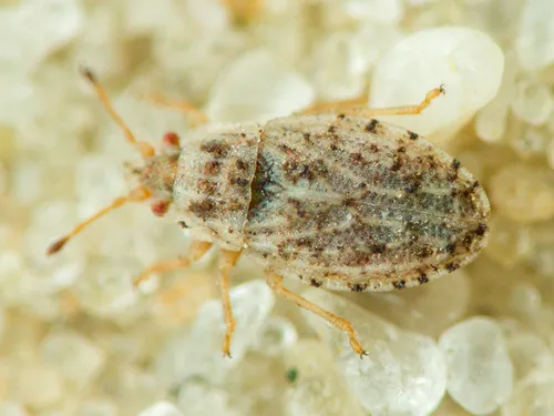 Parapiesma kochiae