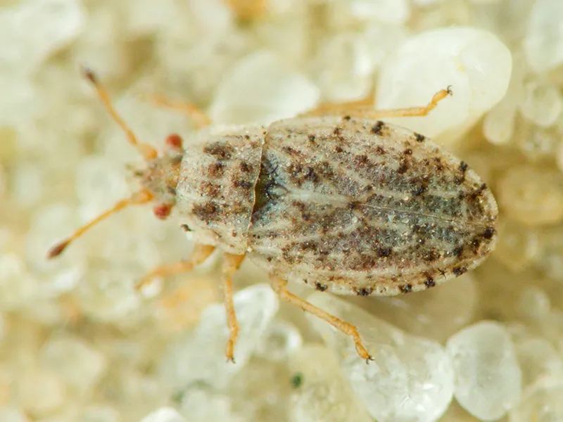 Parapiesma kochiae - photo 2