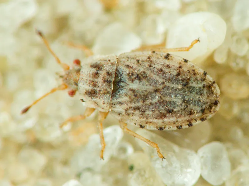 Parapiesma kochiae - photo 3
