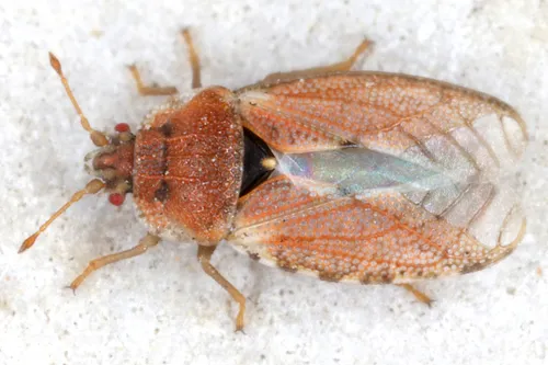 Beet Leaf Bug