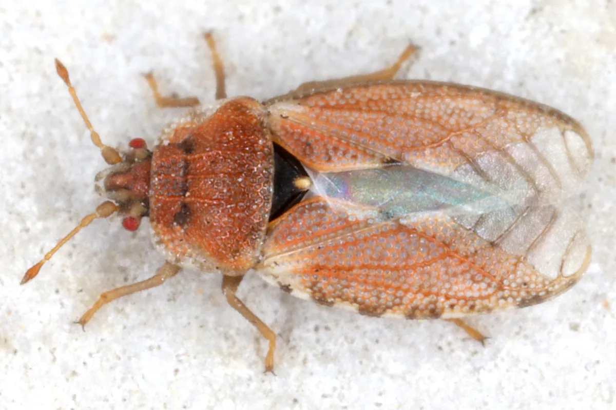Beet Leaf Bug - photo 3