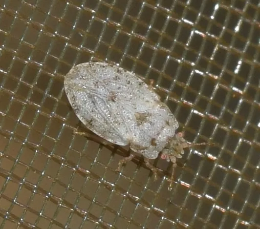 Parapiesma rotundatum - photo 3