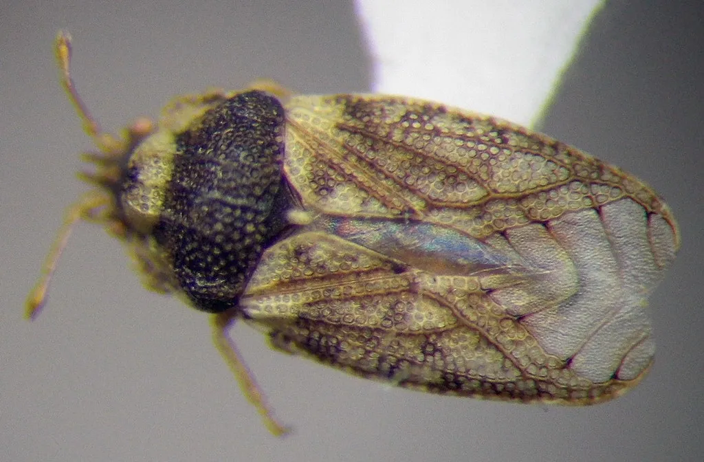 Parapiesma salsolae - photo 2