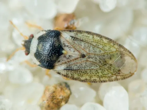 Parapiesma variabile