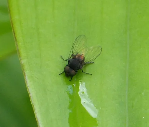 Paraplatypeza atra