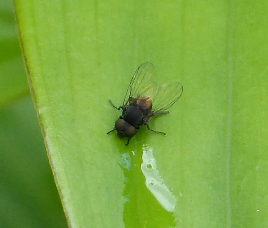 Paraplatypeza atra - photo 2
