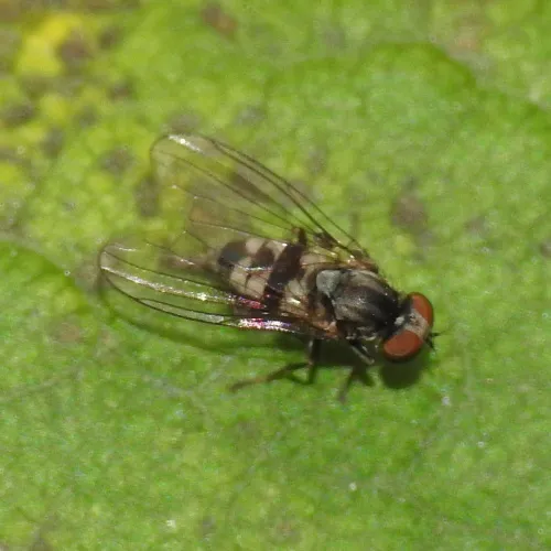 Paraplatypeza bicincta - photo 2