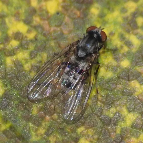 Paraplatypeza bicincta - photo 3