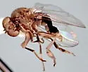 Paraplatypeza coraxa