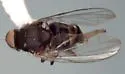 Paraplatypeza coraxa - photo 2