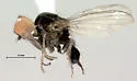 Paraplatypeza velutina
