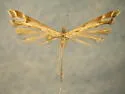 Albu's Plume Moth - Hodges#6127.1