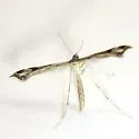 False Foxglove Plume Moth - Hodges#6127