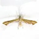 Carolina Plume Moth - Hodges#6125