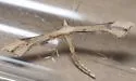 Carolina Plume Moth - Hodges#6125 - photo 2