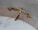 Carolina Plume Moth - Hodges#6125 - photo 3