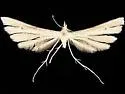 Cooley's Plume Moth - Hodges#6138