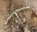 Lousewort Plume Moth - Hodges#6128