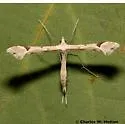 Beardtongue Plume Moth - Hodges#6136