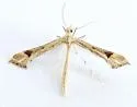 Beardtongue Plume Moth - Hodges#6136 - photo 2