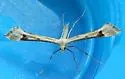 Beardtongue Plume Moth - Hodges#6136 - photo 3