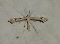 Beardtongue Plume Moth - Hodges#6136 - photo 4