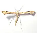Beardtongue Plume Moth - Hodges#6136 - photo 5