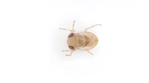 Paraplea indistinguenda