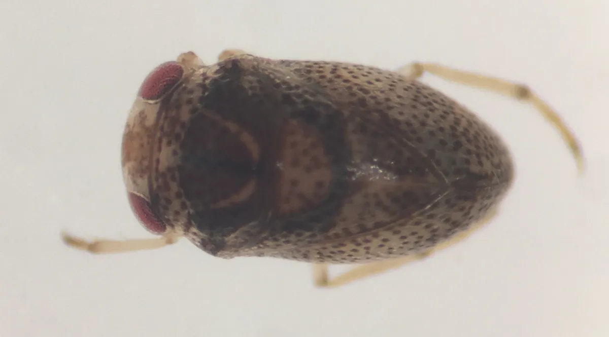 Paraplea puella - photo 3