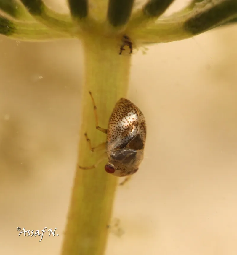 Paraplea pullula - photo 2
