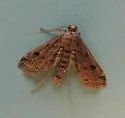 Watermilfoil Leafcutter - Hodges#4764