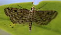 Watermilfoil Leafcutter - Hodges#4764 - photo 3