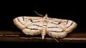 Chestnut-marked Pondweed Moth - Hodges#4761