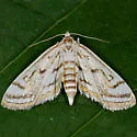 Chestnut-marked Pondweed Moth - Hodges#4761 - photo 3