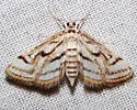 Chestnut-marked Pondweed Moth - Hodges#4761 - photo 4